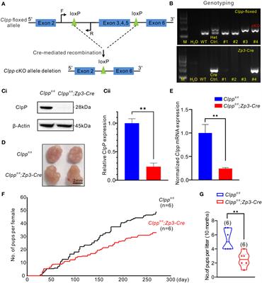 Mitochondrial stress response gene Clpp deficiency impairs oocyte competence and deteriorate cyclophosphamide-induced ovarian damage in young mice